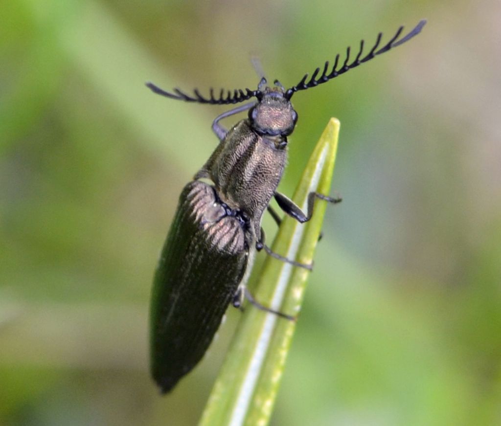 Ctenicera pectinicornis e C. cfr. cuprea